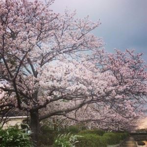 佐賀　桜　お堀　